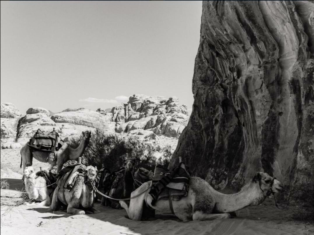 Wadi Rum Moon Camp Eksteriør bilde