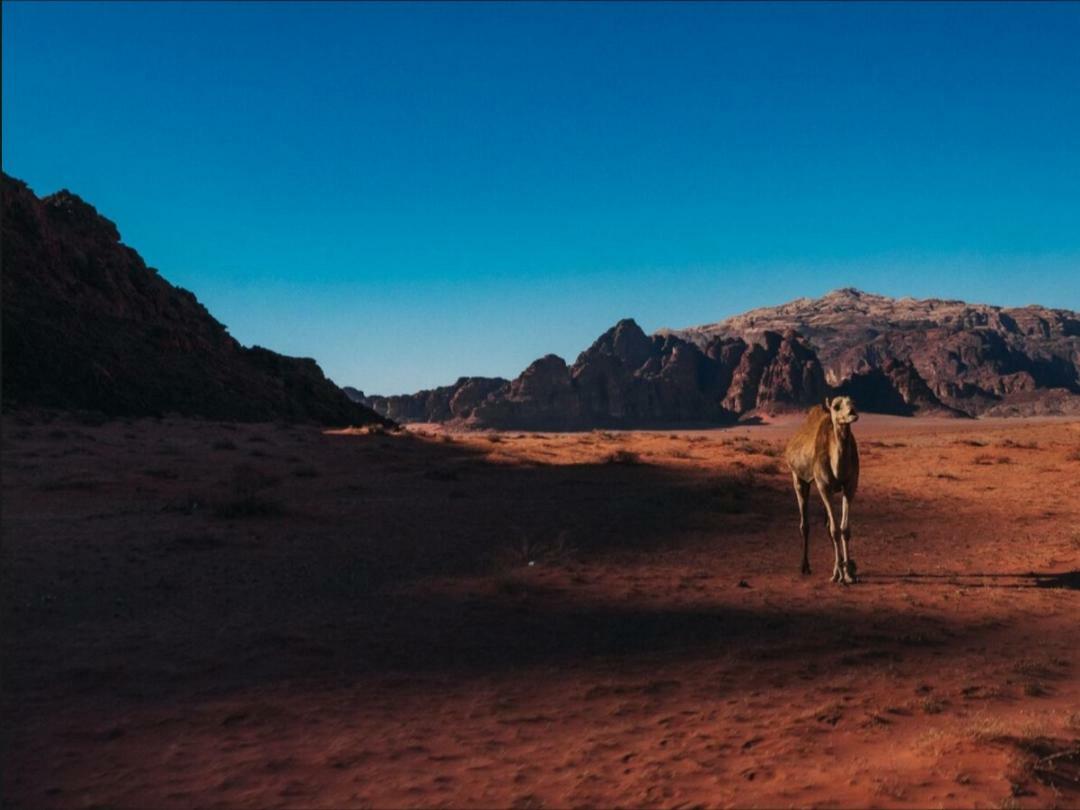 Wadi Rum Moon Camp Eksteriør bilde