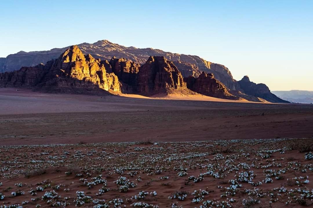 Wadi Rum Moon Camp Eksteriør bilde