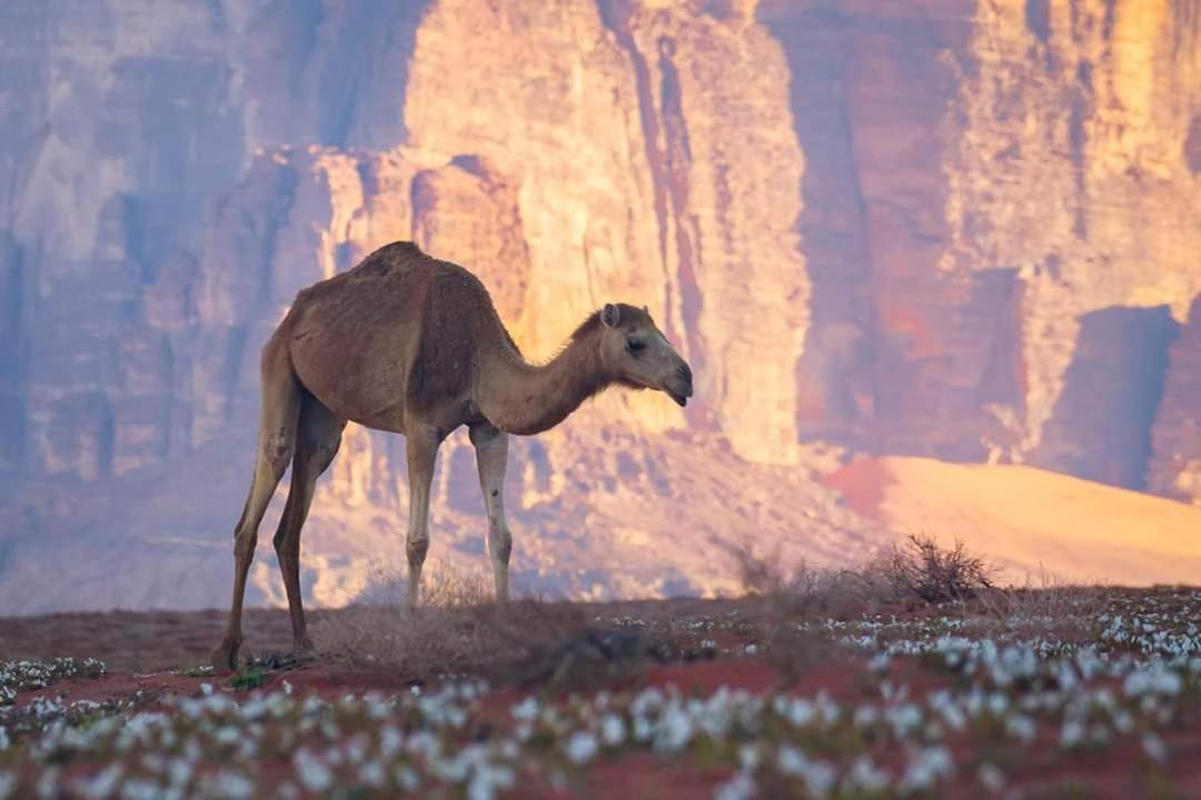 Wadi Rum Moon Camp Eksteriør bilde